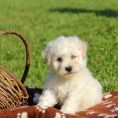 Bichon Frise