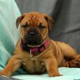 Bullmastiff Puppies