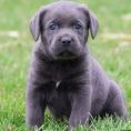 Cane Corso Puppies