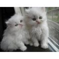 persian kittens