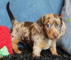 Dashund puppies