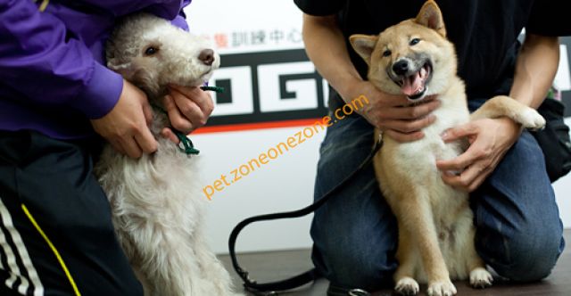 澳美犬隻訓練中心 Dogaroo Dog Training Center - 